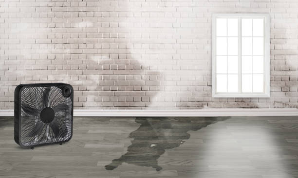 Best Basement water damage restoration  in South Euclid, OH